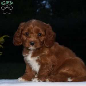 Chet, Cockapoo Puppy